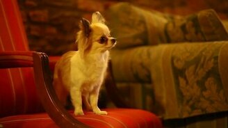 Умненькая собачка - смотреть видео (2:59)