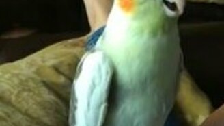 Попугай пародирует звонок телефона - смотреть видео (0:14)