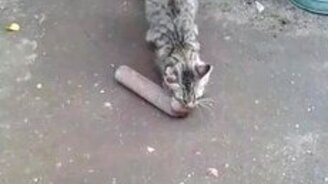 Крыса не смогла уйти от судьбы - смотреть видео (1:23)