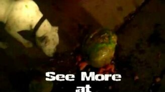 Арбузом по тыкве - смотреть видео (1:27)