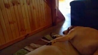 Булькающий храп псины - смотреть видео (0:19)