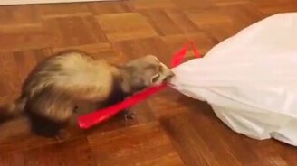 Смешные хозяйственные хорьки - смотреть видео (1:25)