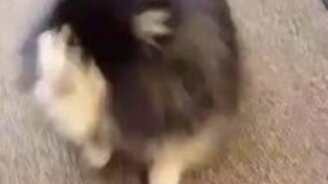 Смешной собачий чих - смотреть видео (0:18)