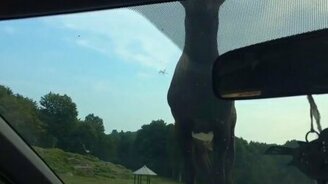 Козёл облюбовал машину - смотреть видео (1:36)