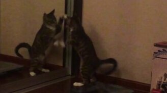 Кот докапывается до отражения - смотреть видео (1:10)