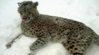 Гепард резвится на снегу - смотреть видео (1:44)