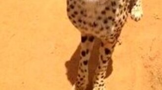 Как мяукает гепард - смотреть видео (0:18)