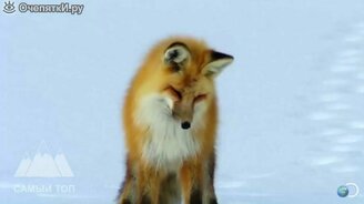 Изобретательные животные - смотреть видео (9:23)