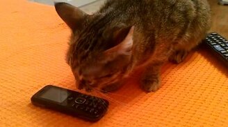 Кошке стало стыдно - смотреть видео (0:51)