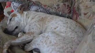 Собачий сладкий сон - смотреть видео (0:12)