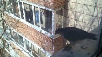 Сокол в центре Самары - смотреть видео (1:52)