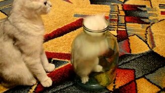 Сбой программы у котёнка - смотреть видео (1:05)