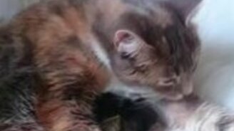 Кошка стала мамой для цыплят - смотреть видео (0:42)
