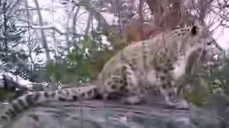 Как мяукает снежный барс - смотреть видео (0:18)