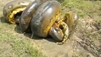 Кто кого: питон и крокодил - смотреть видео (1:22)