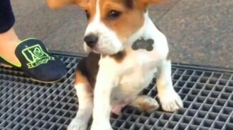 Щенок с парящими ушами - смотреть видео (0:15)