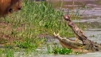 Я царь зверей, а не ты! - смотреть видео (0:38)