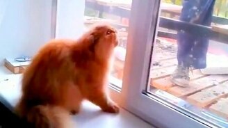 Кошка защищает свой дом от штукатура - смотреть видео (0:37)