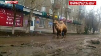 Верблюд в Уфе - смотреть видео (0:32)