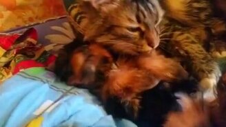 Кот вылизывает кутёнка - смотреть видео (0:27)