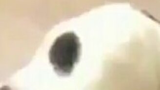 Котяра-колобок - смотреть видео (1:07)