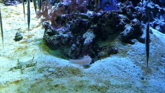 Рыбка и морская звезда - смотреть видео (2:48)