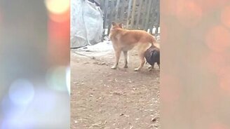 Боевой петух привязался к собаке - смотреть видео (3:37)