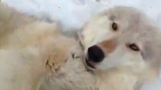 Милый домашний волк - смотреть видео (0:34)