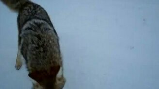 Койот атакует - смотреть видео (4:55)