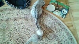 Целенаправленная атака на хвост - смотреть видео (1:03)