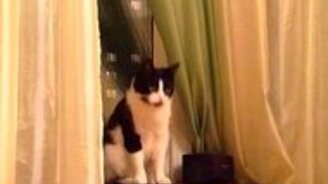 Кот, лапы вверх! - смотреть видео (0:05)