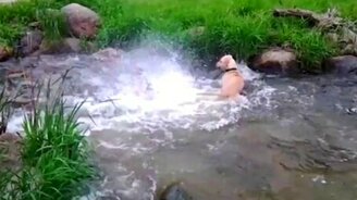 Собака на рыбалке - смотреть видео (0:34)