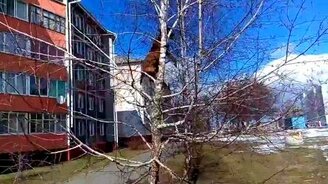 Собака влезла на дерево за кошкой - смотреть видео (1:20)