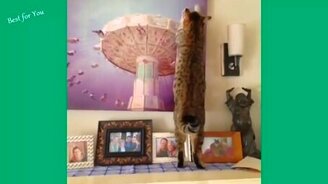 Короткие приколы с котиками - смотреть видео (6:05)