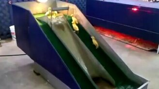 Утята и водная горка - смотреть видео (0:30)