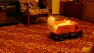 Кошка любит кататься в кузове грузовика - смотреть видео (0:51)