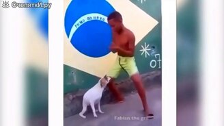 Весёлые животные в сборнике - смотреть видео (4:06)