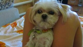 Жадная до котлет собака - смотреть видео (0:29)