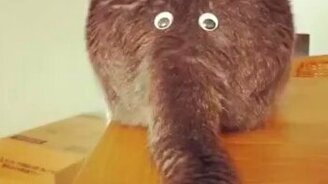 Самый наблюдательный кот - смотреть видео (0:15)