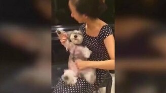 Сыграла мелодию на собаке - смотреть видео (0:19)