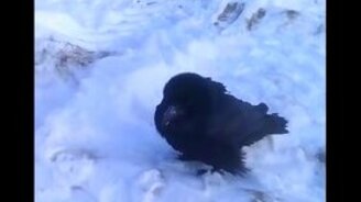 Ворон, который лает - смотреть видео (1:49)