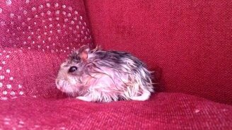 Хомяк после бани - смотреть видео (1:55)