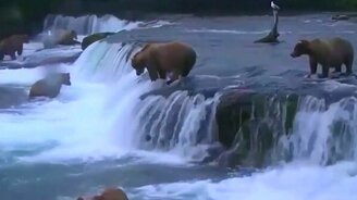 Медведи на водопаде охотятся - смотреть видео (2:20)