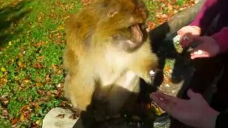 Жадная мартышка - смотреть видео (0:29)