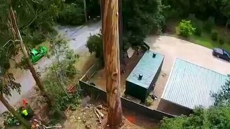 Спиливание 40-метрового дерева - смотреть видео (5:33)