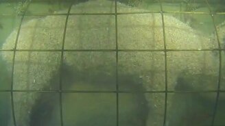 Туша поросёнка на дне моря - смотреть видео (1:55)