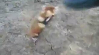 Хомяк охранник - смотреть видео (1:27)