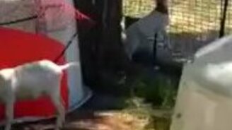 Умная коза голодной не останется - смотреть видео (0:39)