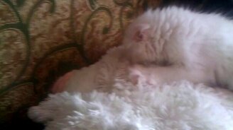 Котёнок ищет титьку у игрушки - смотреть видео (1:40)