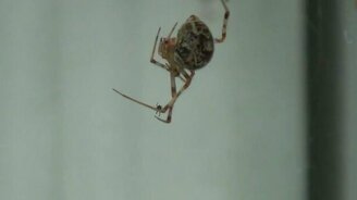 Паук испугался паука - смотреть видео (0:24)